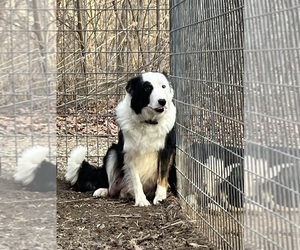 Mother of the Border Collie puppies born on 12/30/2022
