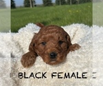 Puppy Curly Female Goldendoodle (Miniature)