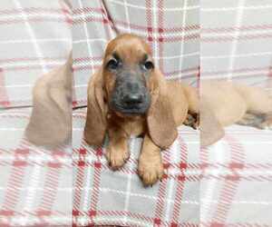 Basset Hound Puppy for sale in SALEM, WV, USA