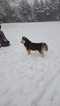 Small Photo #14 Siberian Husky Puppy For Sale in CENTERVILLE, NC, USA