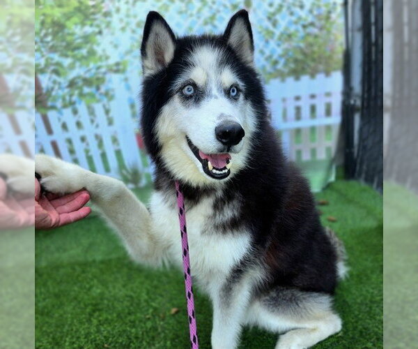 Medium Photo #2 Siberian Husky Puppy For Sale in Long Beach, CA, USA