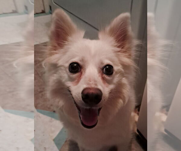 Medium Photo #4 Pomimo Puppy For Sale in Princeton, MN, USA