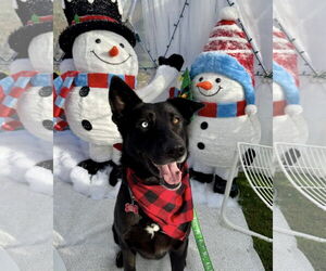 Mutt Dogs for adoption in San Diego, CA, USA