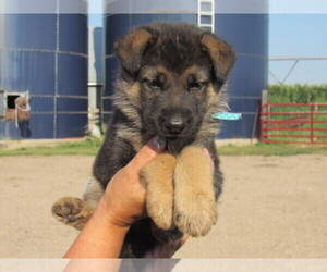 German Shepherd Dog Puppy for sale in COLUMBUS, NE, USA
