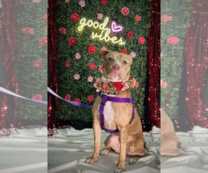 Catahoula Leopard Dog-Unknown Mix Dogs for adoption in Clarkston, MI, USA