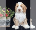 Puppy Maddie Australian Labradoodle