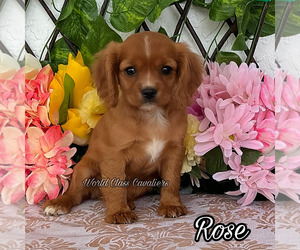 Doberman Pinscher Puppy for sale in MIAMI, FL, USA