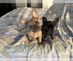 Small Photo #4 French Bulldog Puppy For Sale in AUBREY, TX, USA
