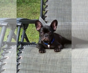 French Bulldog Puppy for sale in INDIANAPOLIS, IN, USA
