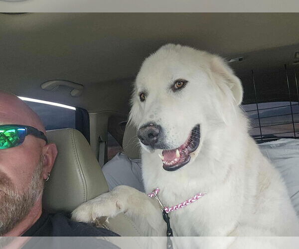Medium Photo #2 Great Pyrenees Puppy For Sale in Missoula, MT, USA