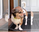 Small #9 Beagle Mix