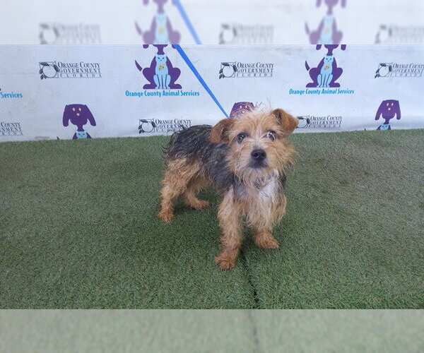 Medium Photo #1 Mutt Puppy For Sale in Orlando, FL, USA