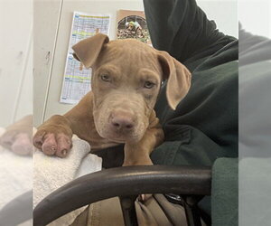 Mutt Dogs for adoption in Plano, TX, USA