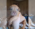 Small #8 Olde English Bulldogge