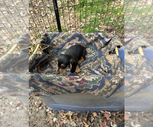 Medium Photo #3 Dachshund Puppy For Sale in LOUISA, VA, USA
