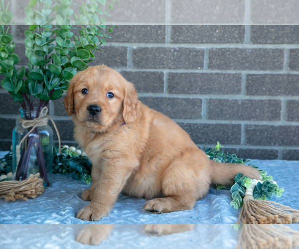 Medium Photo #3 Golden Retriever Puppy For Sale in MILLERSBURG, OH, USA