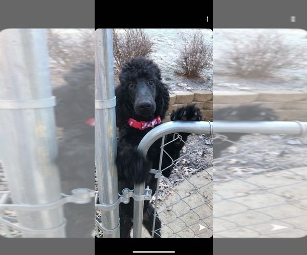 Medium Photo #1 Labradoodle mix (+ Poodle Standard) Puppy For Sale in ROANOKE, VA, USA