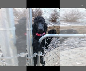 Father of the Labradoodle mix (+ Poodle Standard) puppies born on 11/11/2025