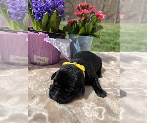 Medium Photo #12 Labrador Retriever Puppy For Sale in NEOLA, WV, USA