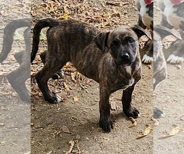 Medium Photo #2 Labrador Retriever-Unknown Mix Puppy For Sale in SHERBURNE, NY, USA