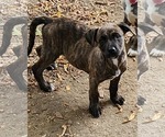 Small #1 Labrador Retriever Mix