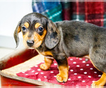 Small #4 Dachshund