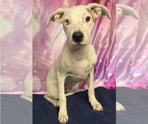 Mutt Dogs for adoption in Lakewood, CO, USA