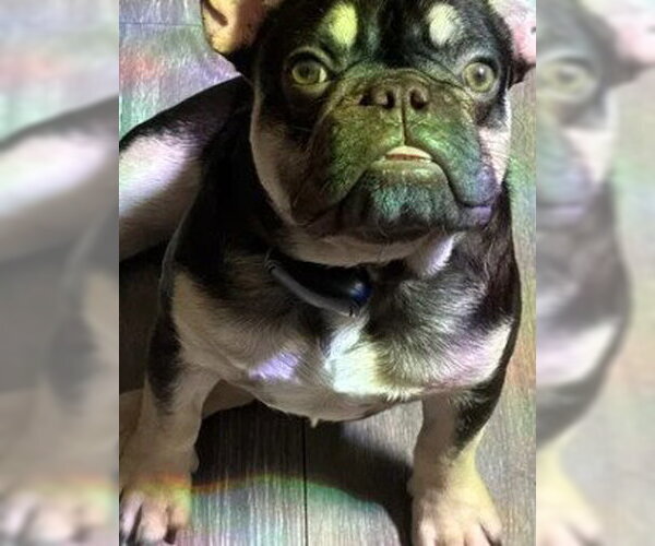 Medium Photo #1 French Bulldog Puppy For Sale in Tracy, CA, USA