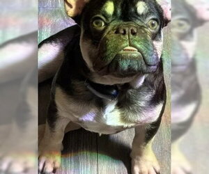 French Bulldog Dogs for adoption in Tracy, CA, USA