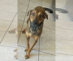 Small #3 Dachshund Mix