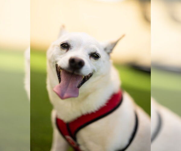 Medium Photo #4 Chihuahua-pomeranian spitz Mix Puppy For Sale in oakland, FL, USA