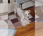 Small #1 Mutt