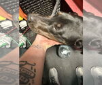 Small #2 Doberman Pinscher
