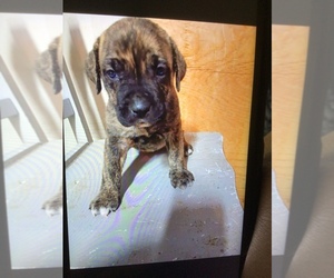 Presa Canario Puppy for sale in MODESTO, CA, USA