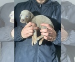 Small Photo #10 Doberman Pinscher Puppy For Sale in BARNETT, MO, USA