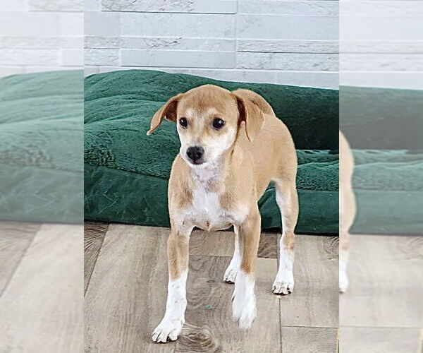 Medium Photo #3 Chihuahua-Unknown Mix Puppy For Sale in Omaha, NE, USA