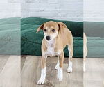 Small #2 Chihuahua Mix