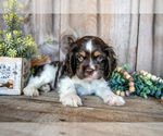 Small #2 Cocker Spaniel