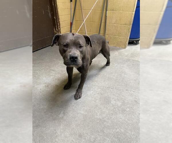 Medium Photo #1 American Pit Bull Terrier-Unknown Mix Puppy For Sale in Stockton, CA, USA