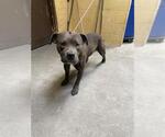 Small American Pit Bull Terrier Mix
