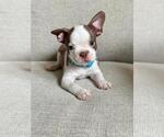 Puppy Light Blue Boston Terrier