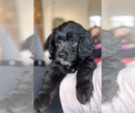 Puppy Mr Green Goldendoodle