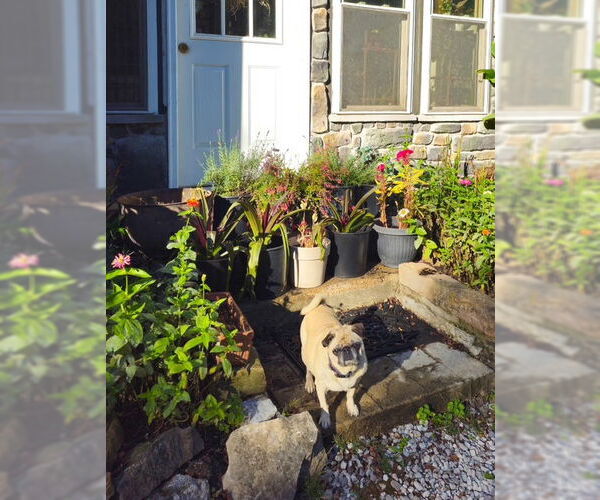 Medium Photo #8 Pug Puppy For Sale in Indianapolis, IN, USA