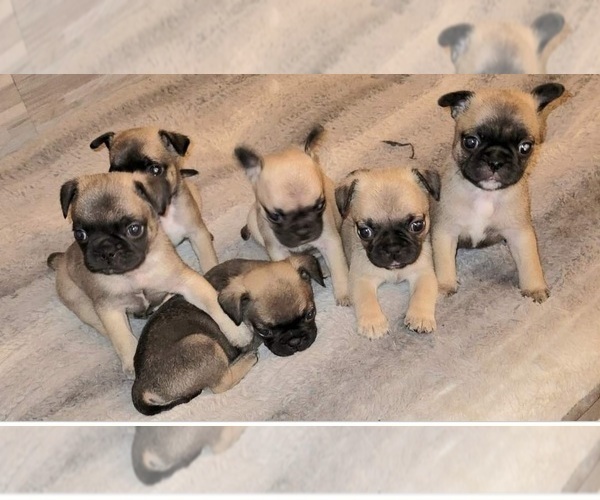 View Ad French BulldogFrenchie Pug Mix Litter of Puppies for Sale