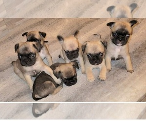 French Bulldog-Frenchie Pug Mix Puppy for sale in SPRING HILL, FL, USA