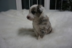 Small Photo #6 Border Collie Puppy For Sale in ROCK ISLAND, IL, USA
