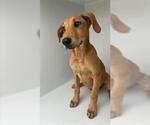 Small Redbone Coonhound Mix