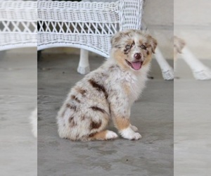 Australian Shepherd Puppy for sale in GRANITE SHLS, TX, USA