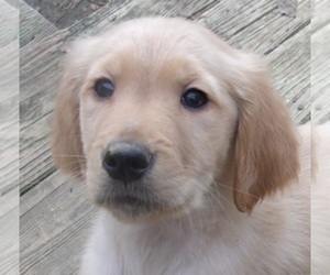 Golden Retriever Puppy for sale in BLAIRSVILLE, GA, USA
