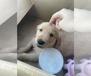 Golden Retriever Puppy for sale in METAIRIE, LA, USA